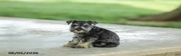 Miniature Schnauzer dogs for sale: Flora - Ad 1
