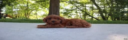 Cavapoo dogs for sale: Trixi - Ad 3