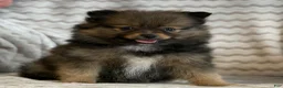 Pomeranian dogs for sale: Raven - Ad 6