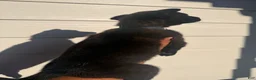 Belgian Malinois dogs for sale: Blue collar  - Ad 3