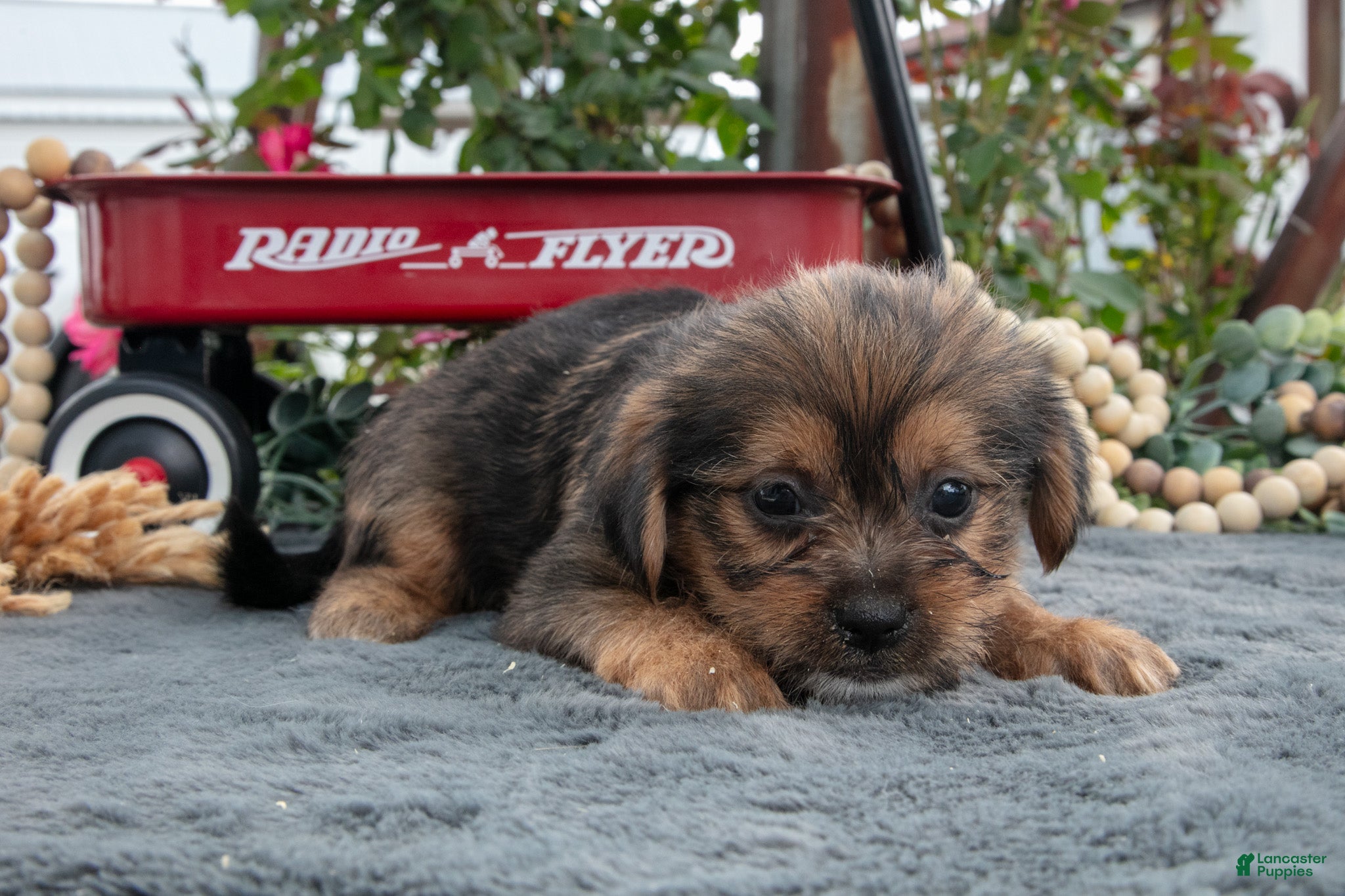 Morkie dogs Chucky - Ad 2