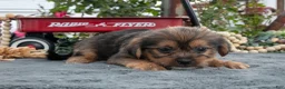 Morkie dogs for sale: Chucky - Ad 2