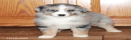 Australian Shepherd dogs for sale: Carl - Ad 3