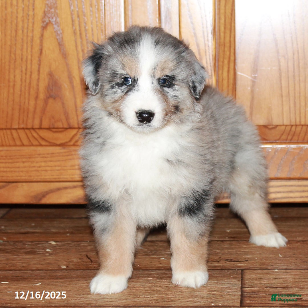 Australian Shepherd dogs for sale: Carl - Ad 3