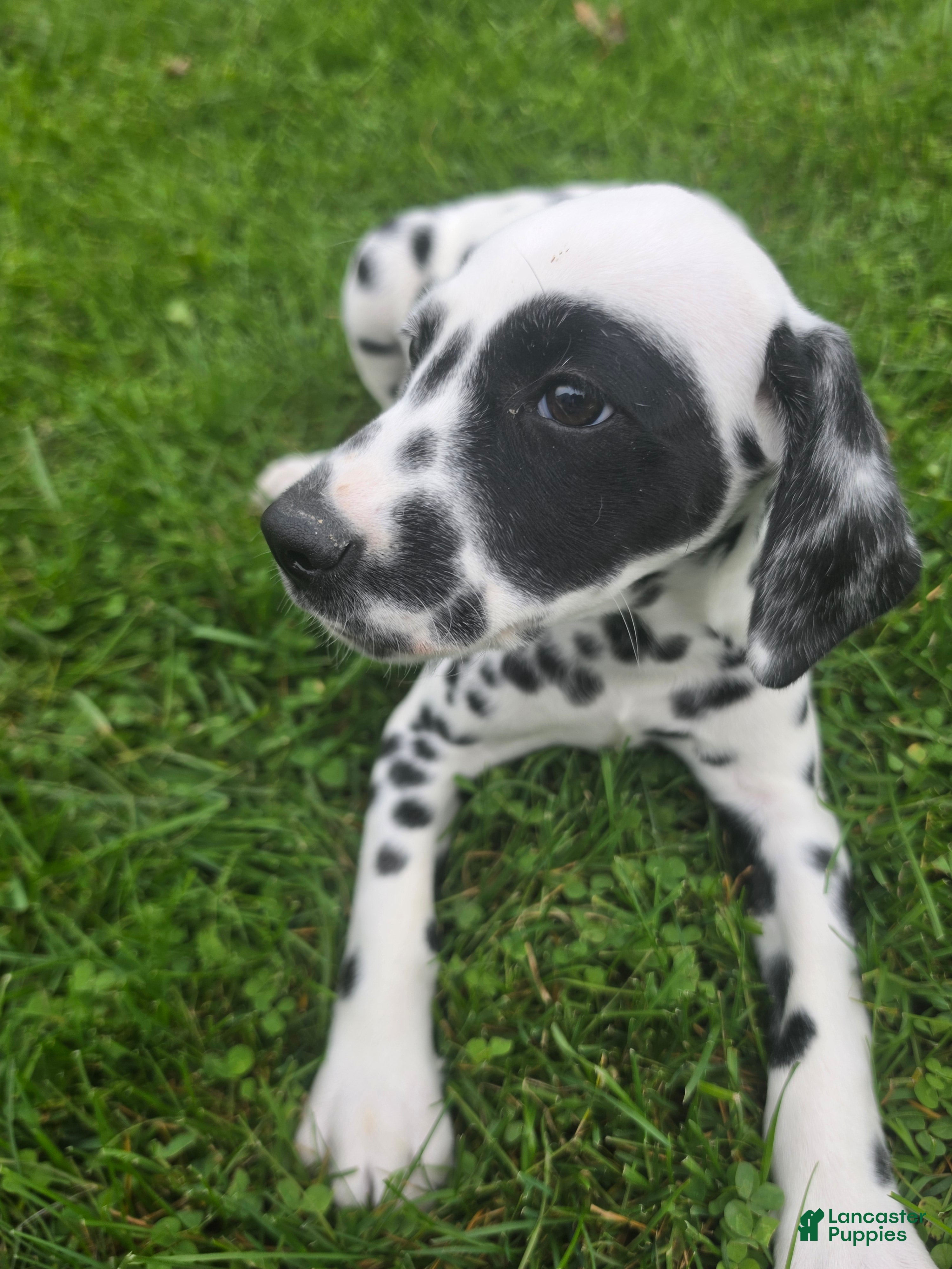 Dalmatian