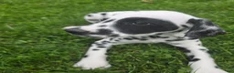 Dalmatian dogs for sale: Dalmatian Female 3 - Ad 1