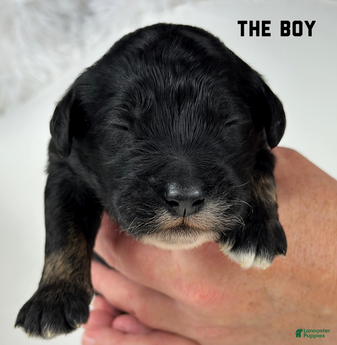 Goldendoodle dogs for sale: Goldendoodle Puppy 1 - Ad 1