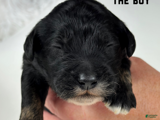 Goldendoodle dogs for sale: Goldendoodle Puppy 1 - Ad 3