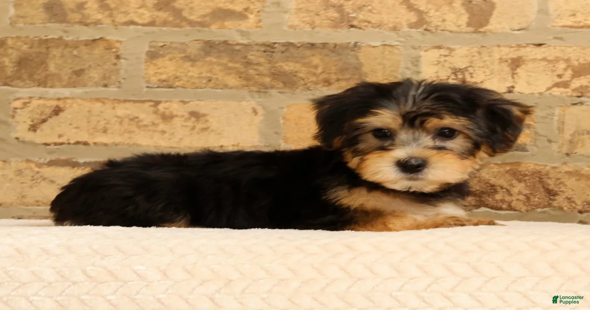 Yochon Puppies for sale in Elizabethtown, Pennsylvania | Lancaster
