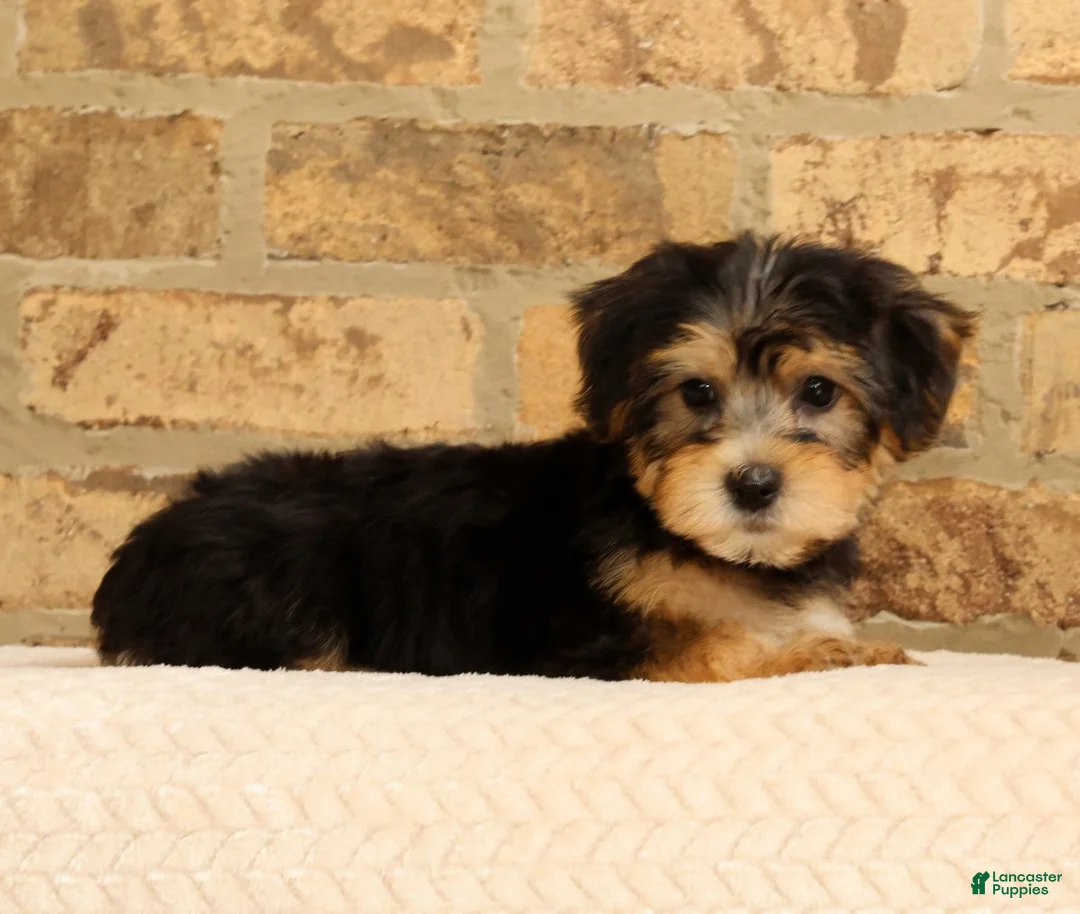Yochon dogs for sale: Jasper - Ad 1