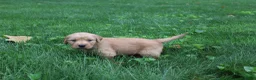 Golden Retriever dogs for sale: Golden Retriever 1 - Ad 4