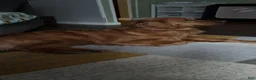Golden Retriever dogs for stud: Honey - Ad 4