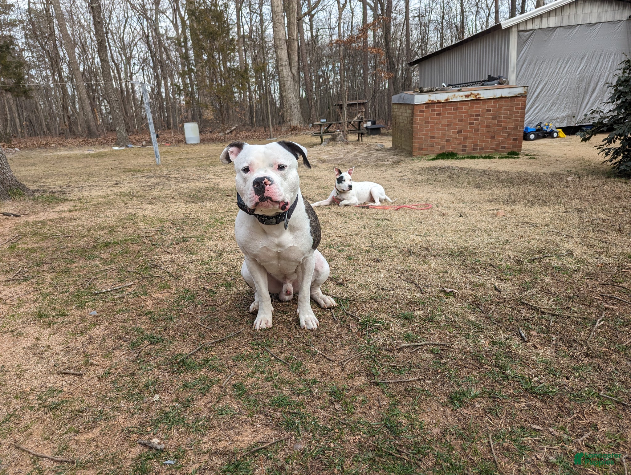 American Bully dogs Looking to stud - Ad 1