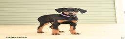 Doberman Pinscher dogs for sale: Harper - Ad 3