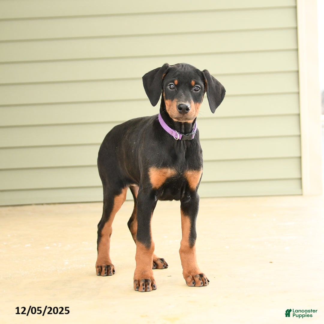 Doberman Pinscher dogs for sale: Harper - Ad 3