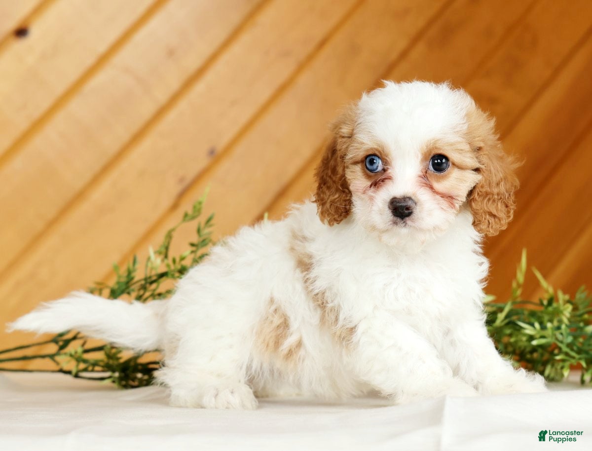 Cavapoo dogs Macy - Ad 1