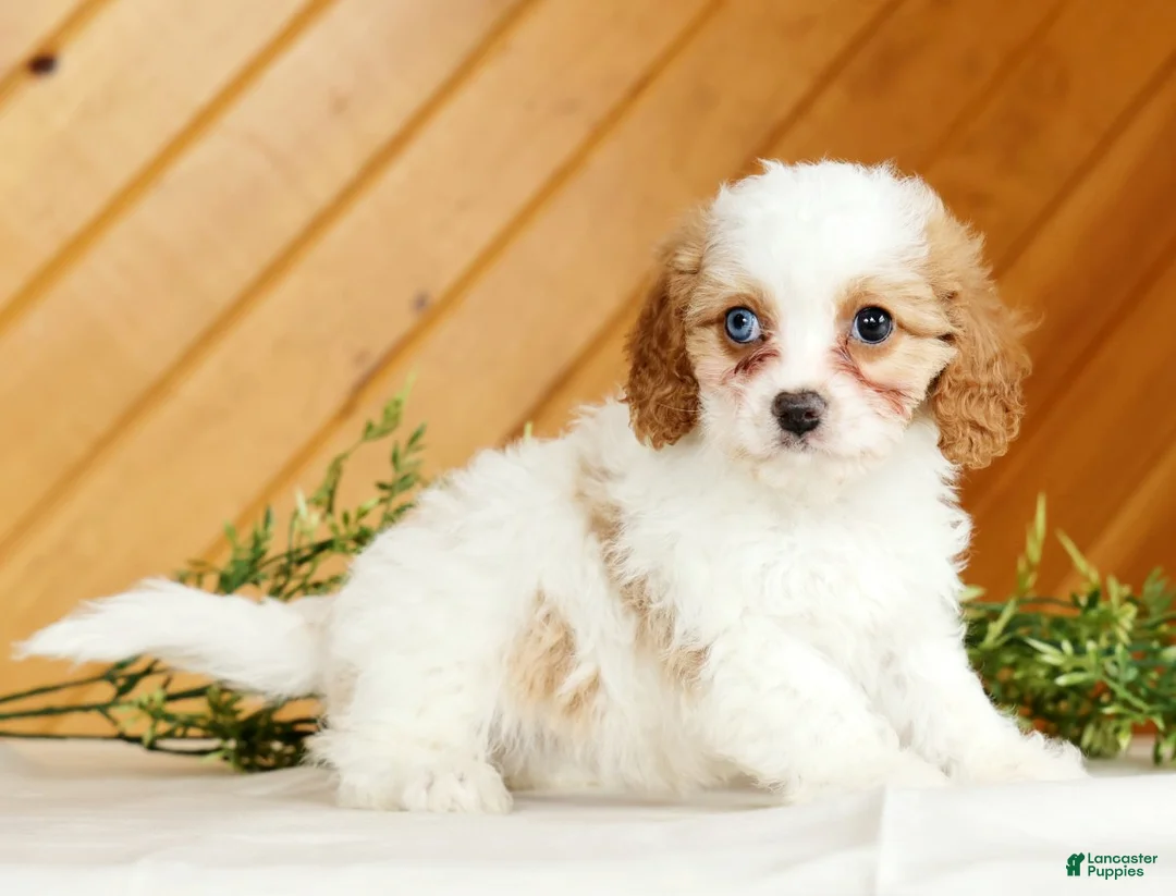Cavapoo dogs for sale: Macy - Ad 1