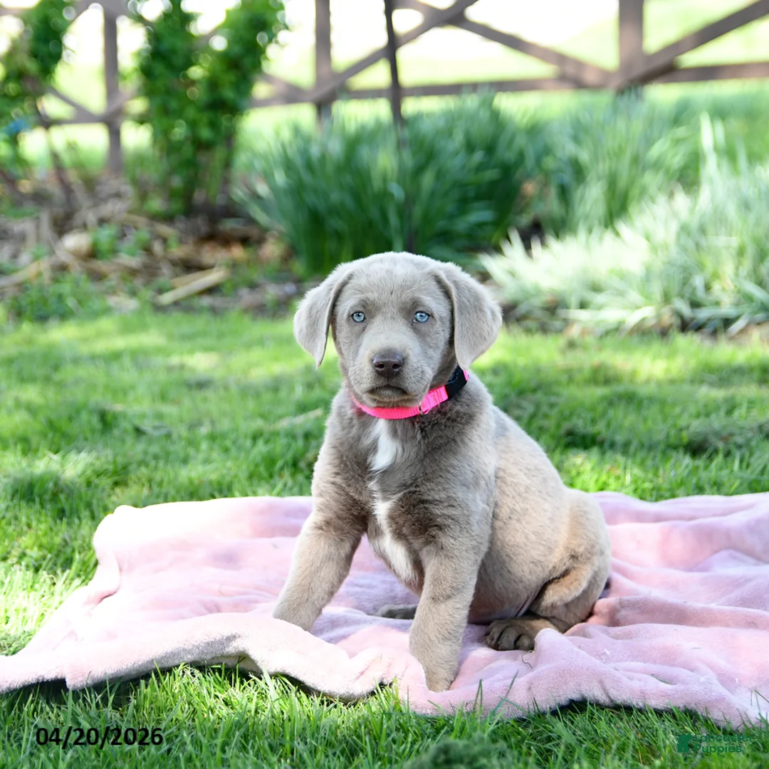 Labrador Retriever dogs for sale: Essie - Ad 5