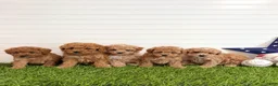 Cavapoo dogs for sale: Wrigley - Ad 6