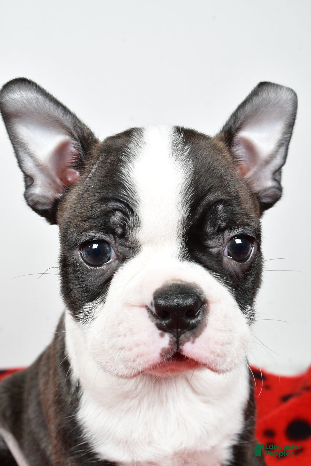 Boston Terrier dogs for sale: Rocky  - Ad 5