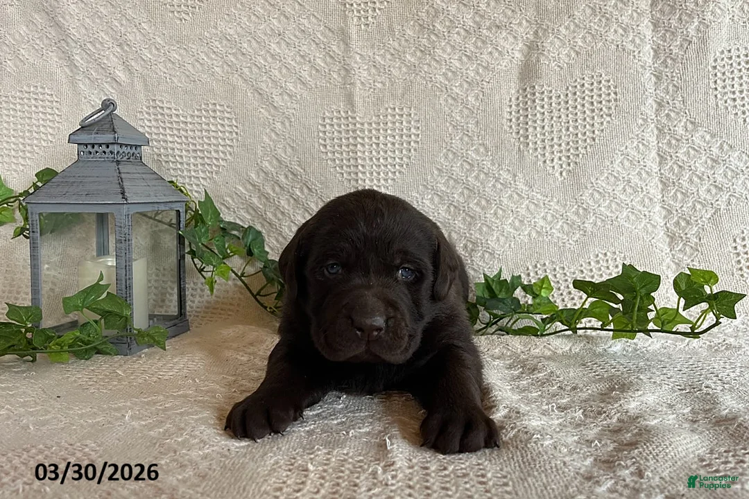 Labrador Retriever dogs for sale: Rollo - Ad 2