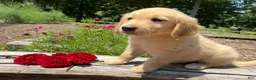 Golden Retriever dogs for sale: Kyla - Ad 3