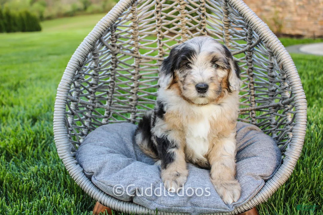 Sheepadoodle dogs for sale: Lotus - Ad 1