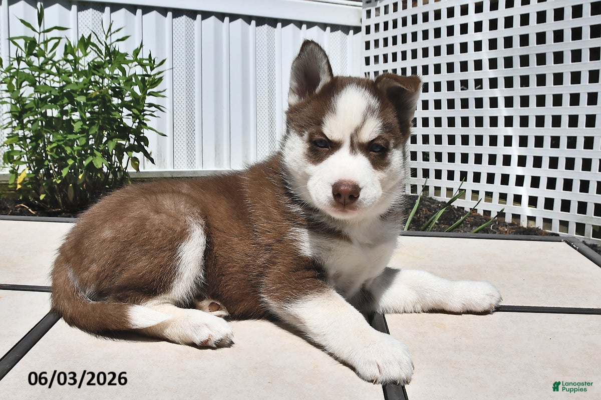 Siberian Husky dogs for sale: Candy - Ad 4