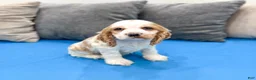 Cocker Spaniel dogs for sale: Ruger - Ad 3