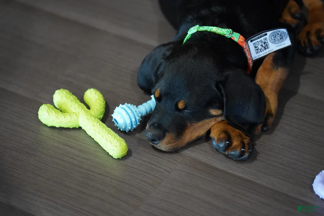 Rottweiler dogs for sale: Vermithor - Ad 2