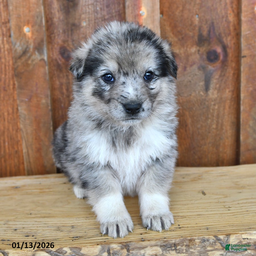 Mixed Breed dogs Archie - Ad 2