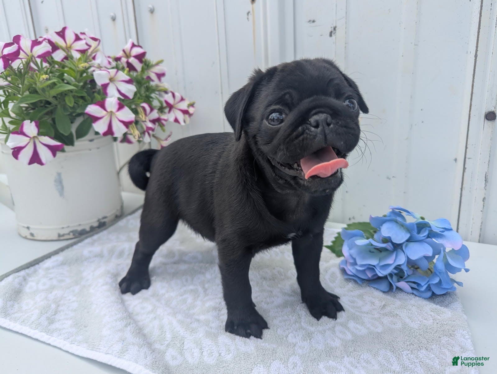 Pug dogs Oscar - Ad 2