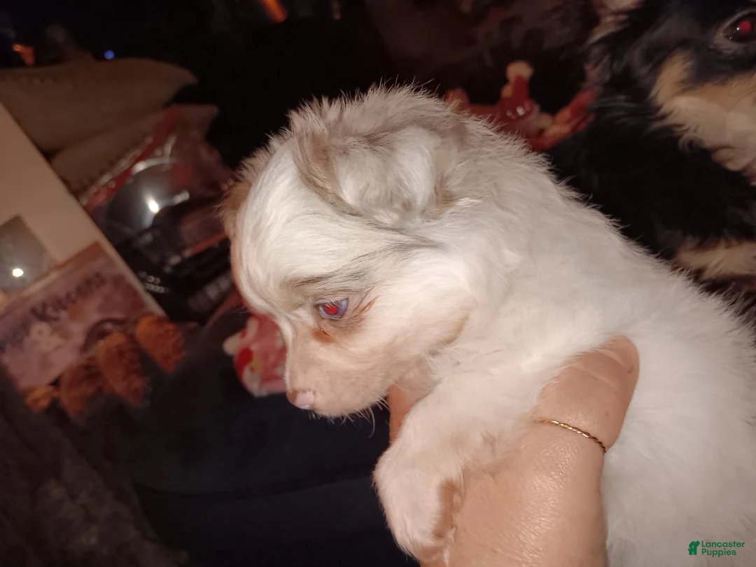 Chihuahua dogs for sale: Chihuahua Puppy 1 - Ad 3