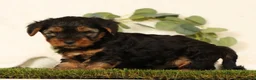 Yorkshire Terrier dogs for sale: Bo - Ad 4