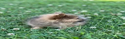 Pomeranian dogs for sale: Pip - Ad 6