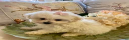 Pomapoo dogs for sale: Pomapoo 7 - Ad 2