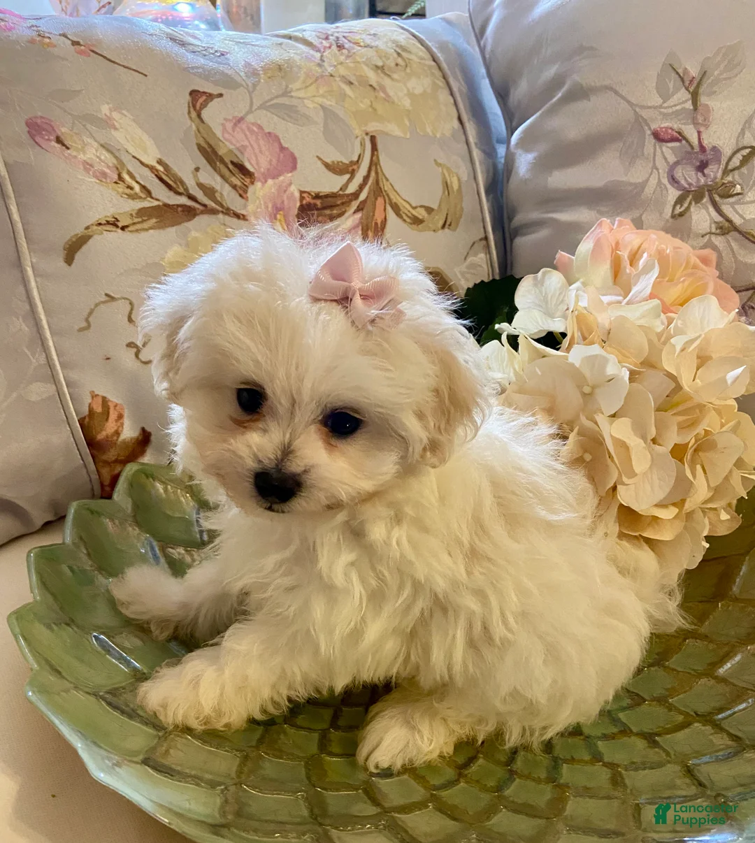 Pomapoo dogs for sale: Pomapoo 7 - Ad 2