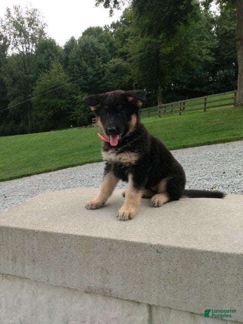 German Shepherd dogs Molly - Ad 1