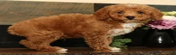 Miniature Poodle dogs for sale: Kyle - Ad 2