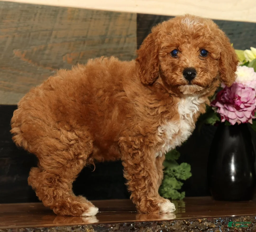 Miniature Poodle dogs for sale: Kyle - Ad 2