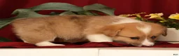 Welsh Corgi Pembroke dogs for sale: Jaime - Ad 9