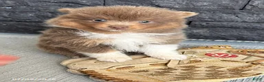 Felix