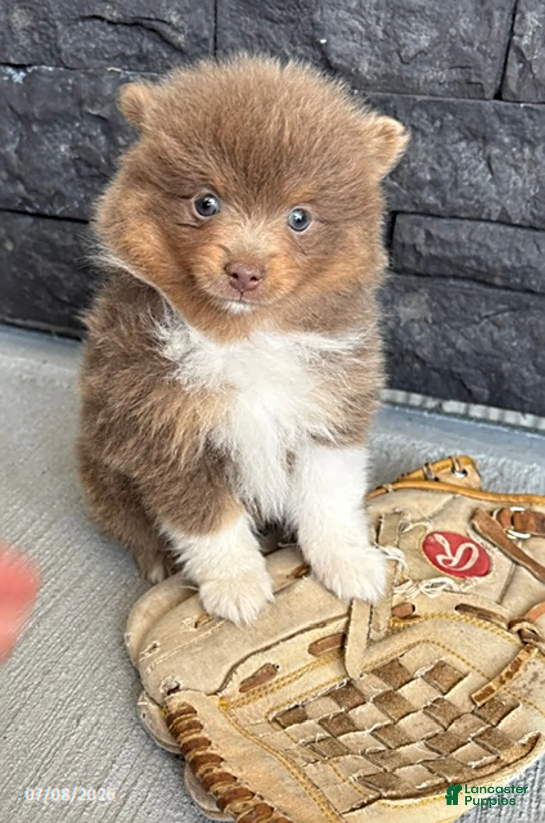 Pomeranian dogs for sale: Felix - Ad 1