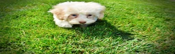 Havapoo dogs for sale: Gabby - Ad 17