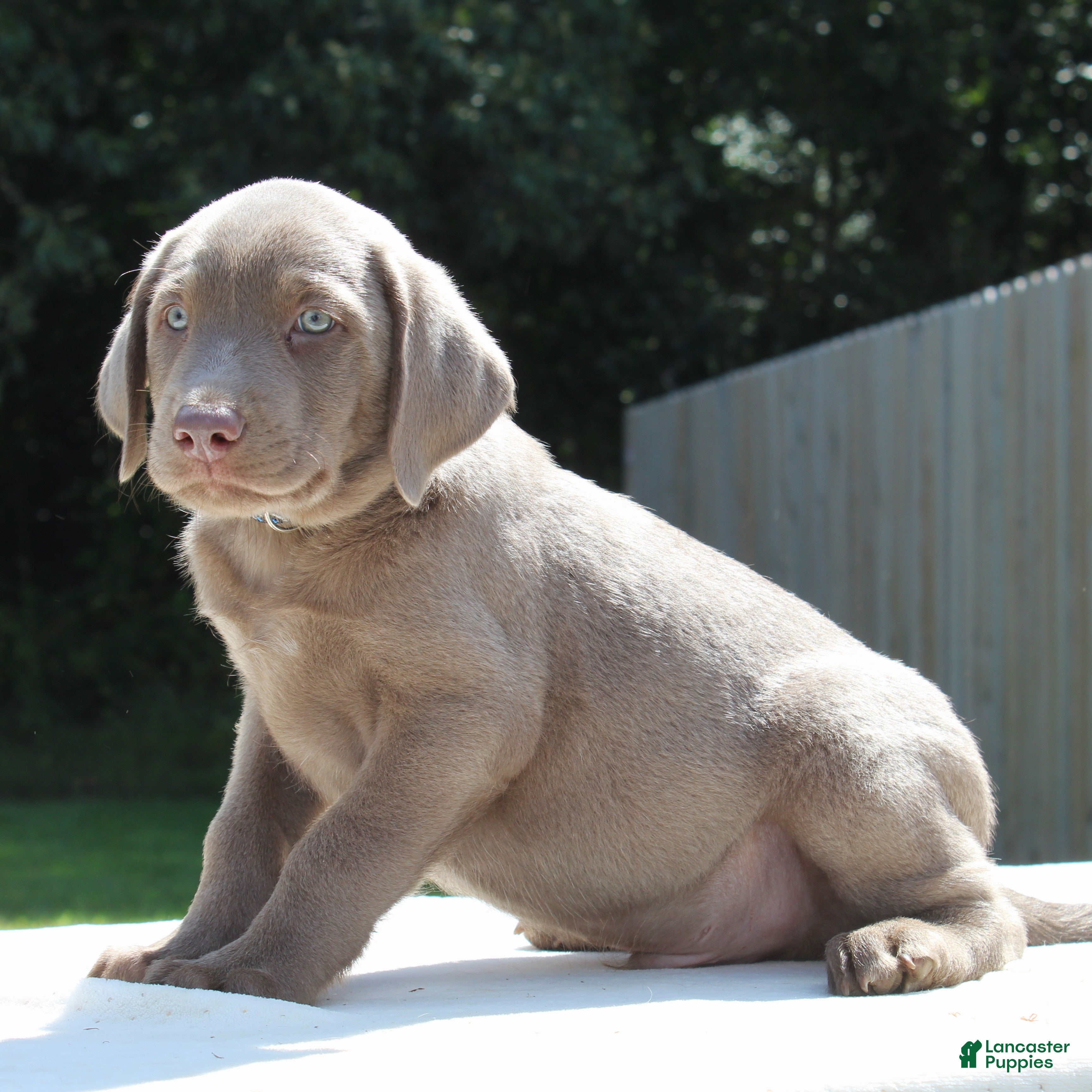 Labrador Retriever dogs Tigger - Ad 2