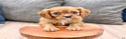 Cavalier King Charles Spaniel dogs for sale: Apollo - Ad 2