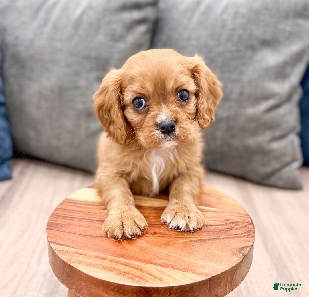 Cavalier King Charles Spaniel dogs for sale: Apollo - Ad 2