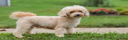 Maltipoo dogs for sale: Brittany - Ad 7