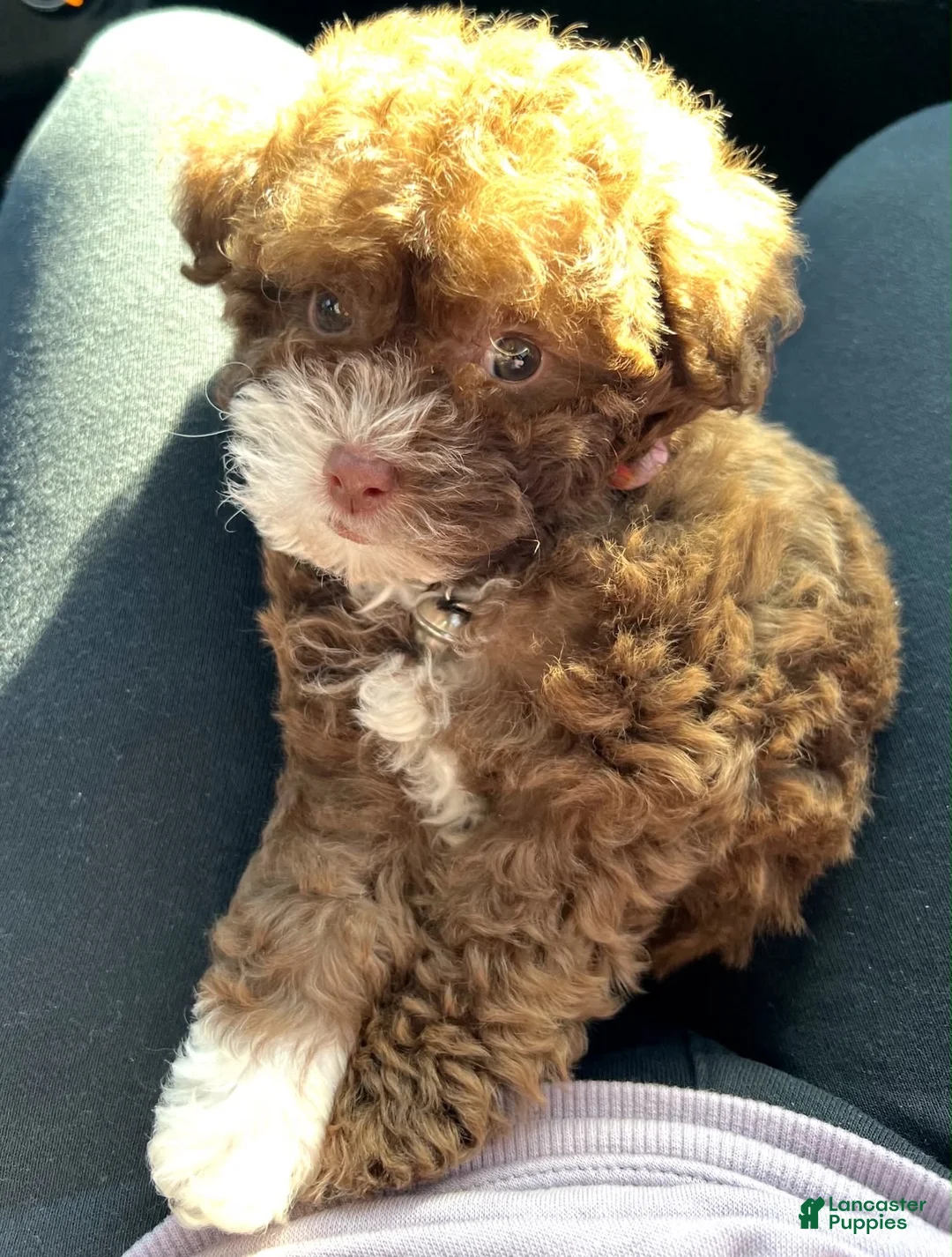 Toy Poodle dogs for sale: Lola  - Ad 3