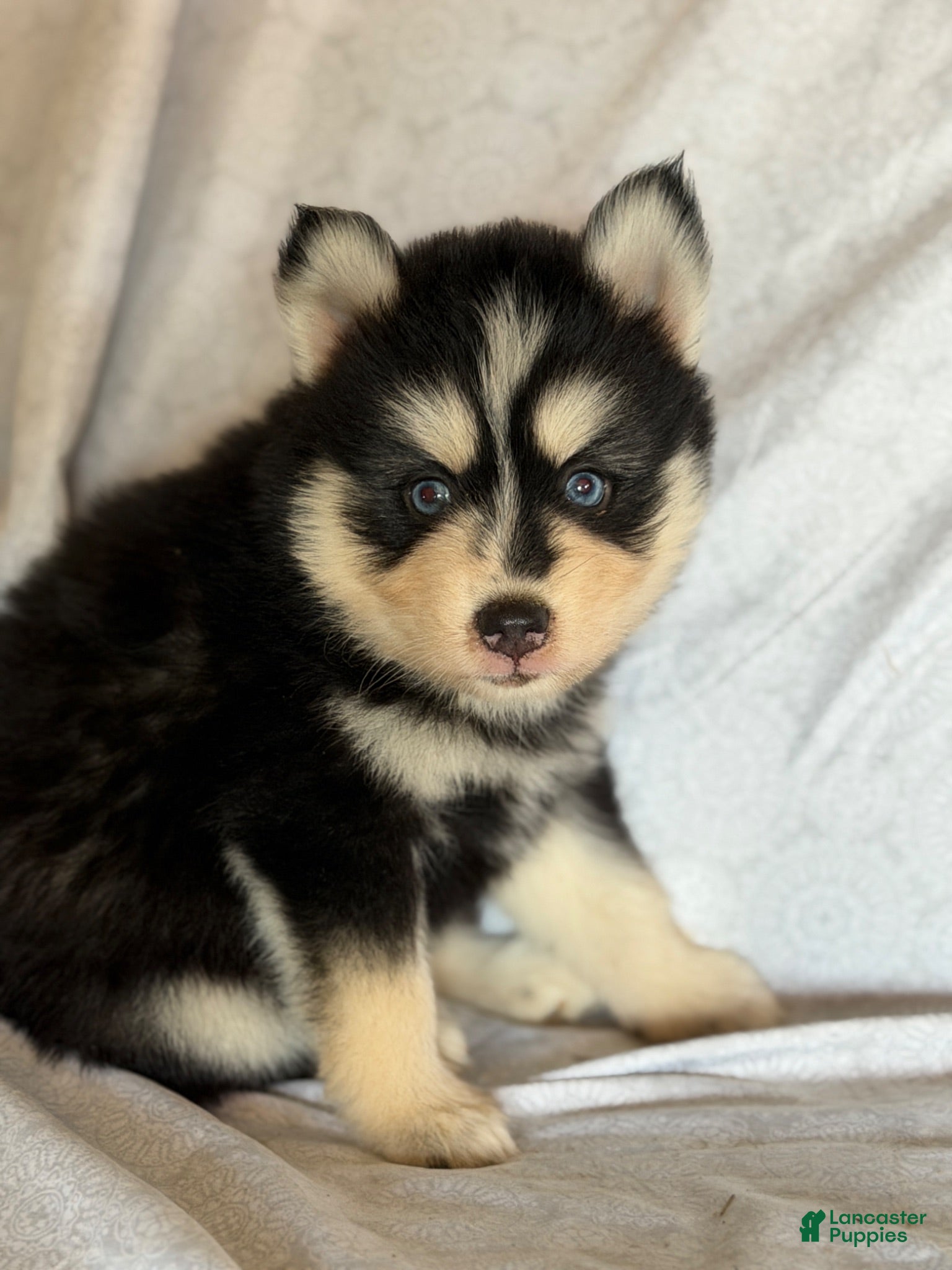 Pomsky dogs Tucker - Ad 29